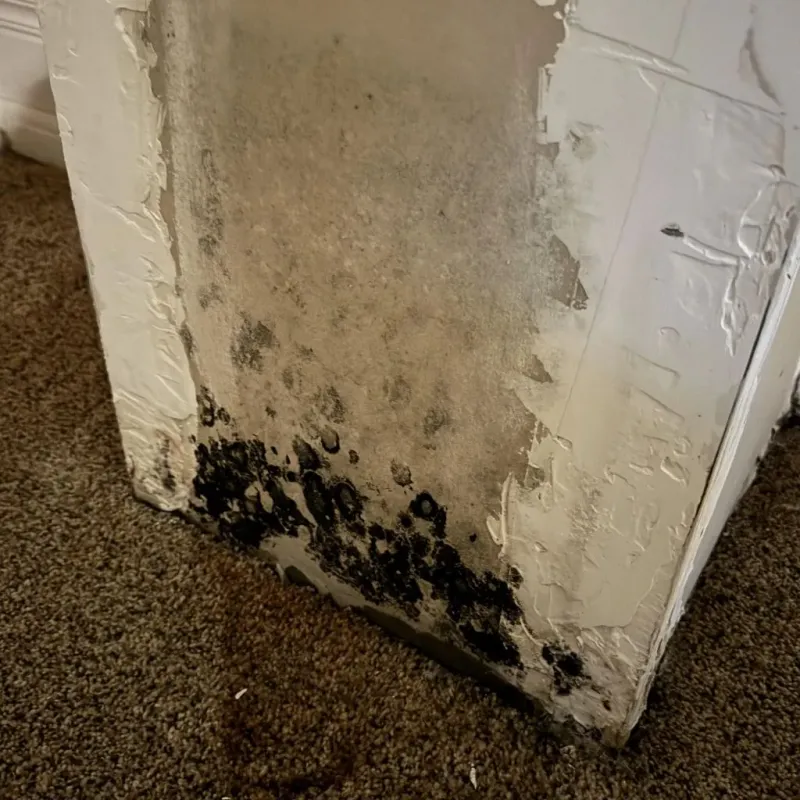 Professional Mold Removal in Guthrie, TX